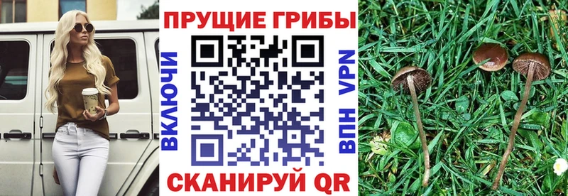 Купить где  Сегежа  Галлюциногенные грибы мухоморы 